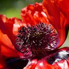 Mohn