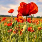 Mohn