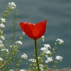 Mohn.....