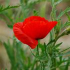 Mohn