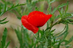 Mohn