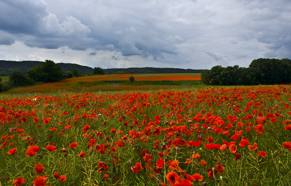 Mohn