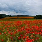 Mohn