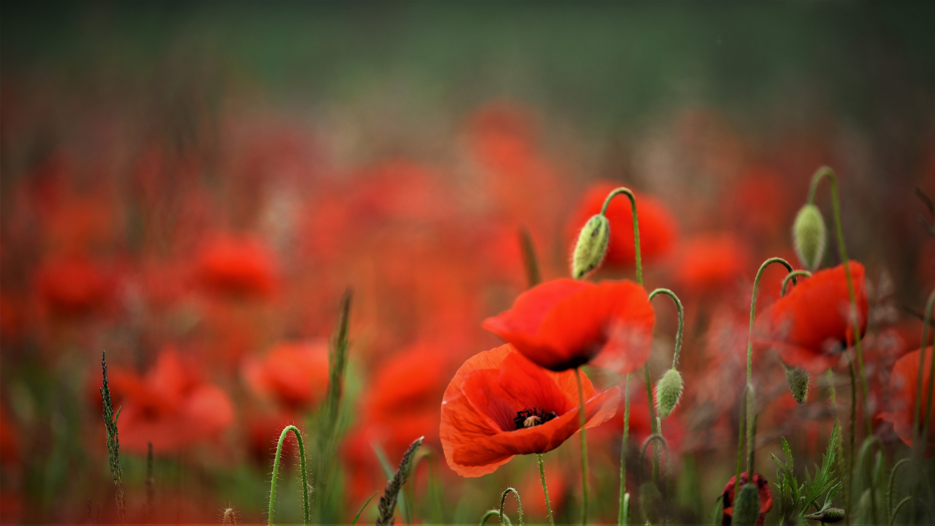 Mohn