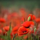 Mohn