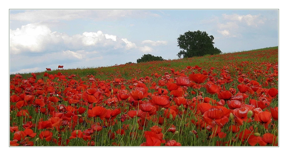 Mohn...,