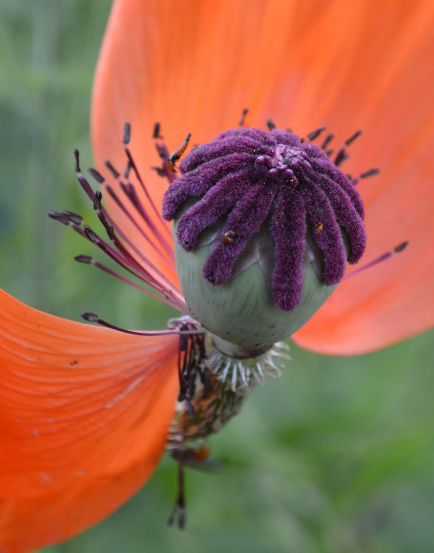 Mohn