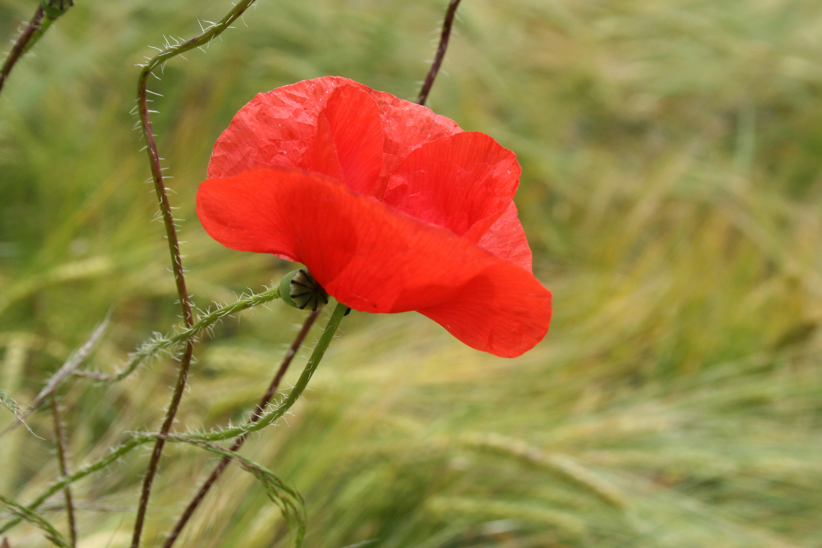 Mohn