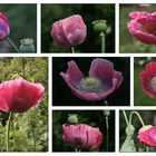 Mohn