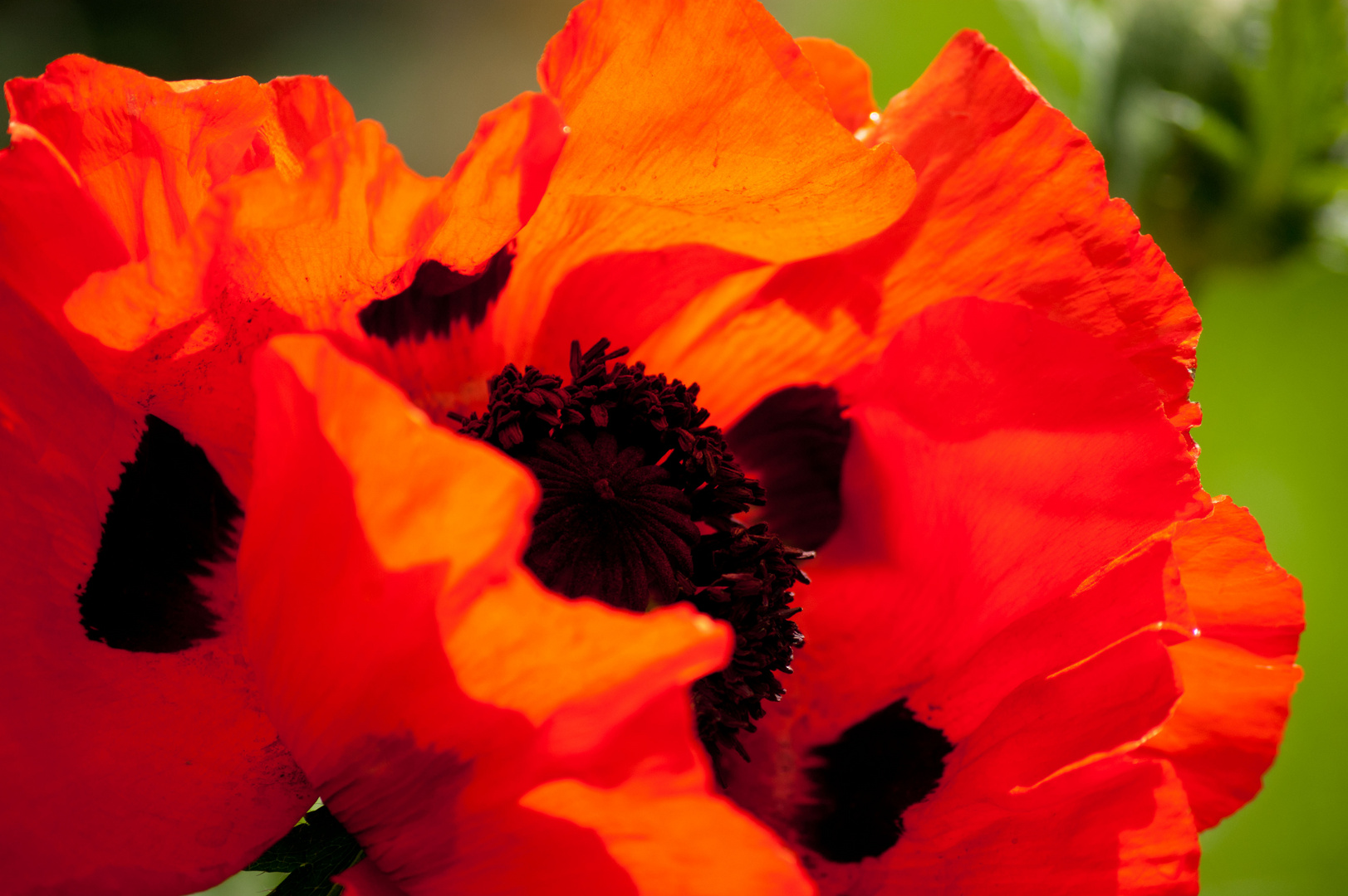 mohn