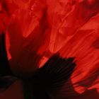 Mohn