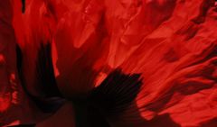 Mohn