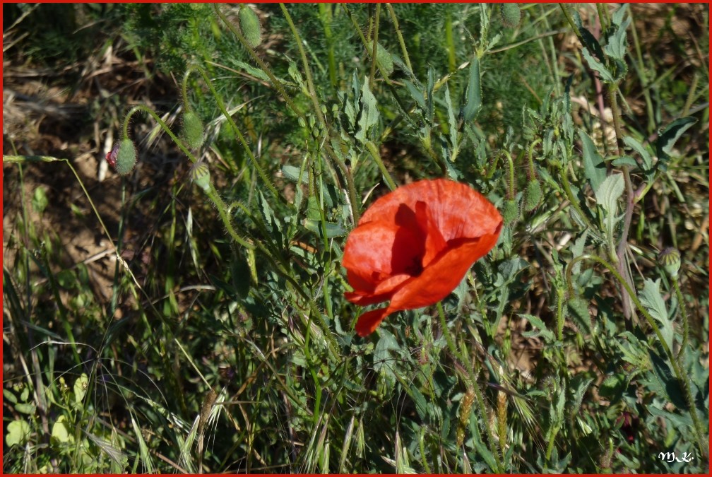 Mohn