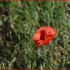 Mohn