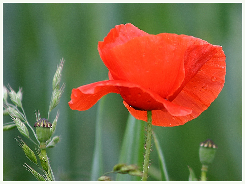 Mohn