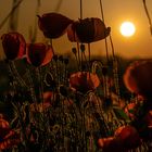 Mohn