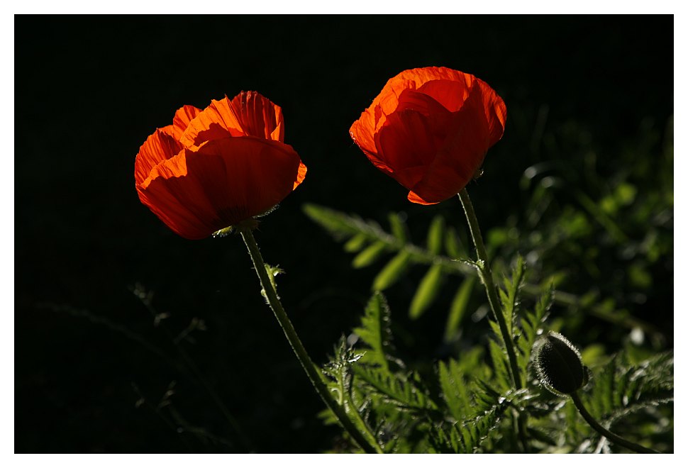 mohn...