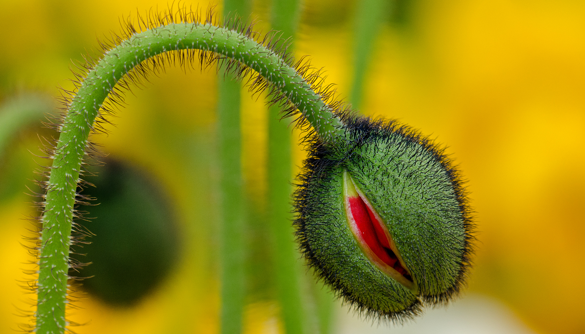 Mohn