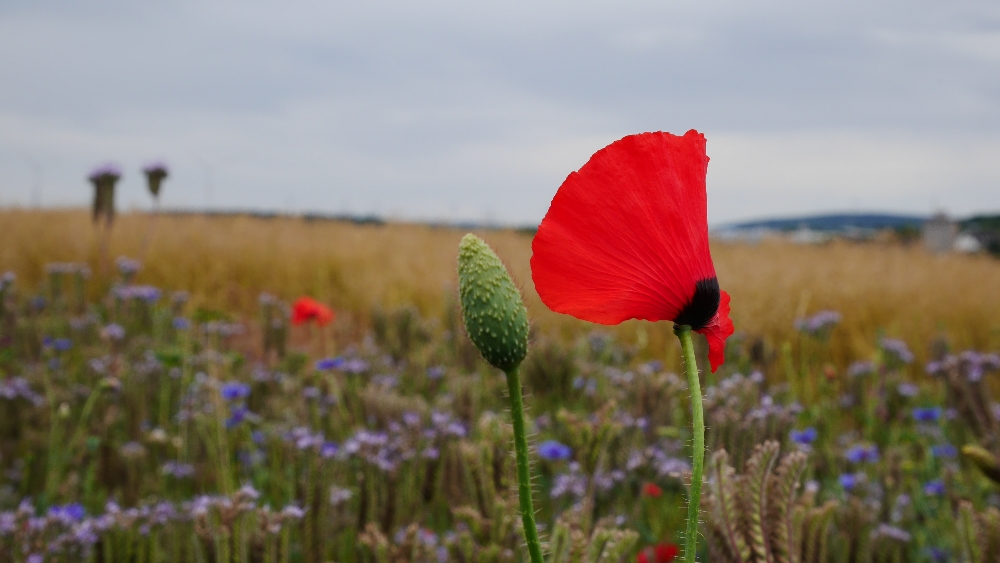 Mohn