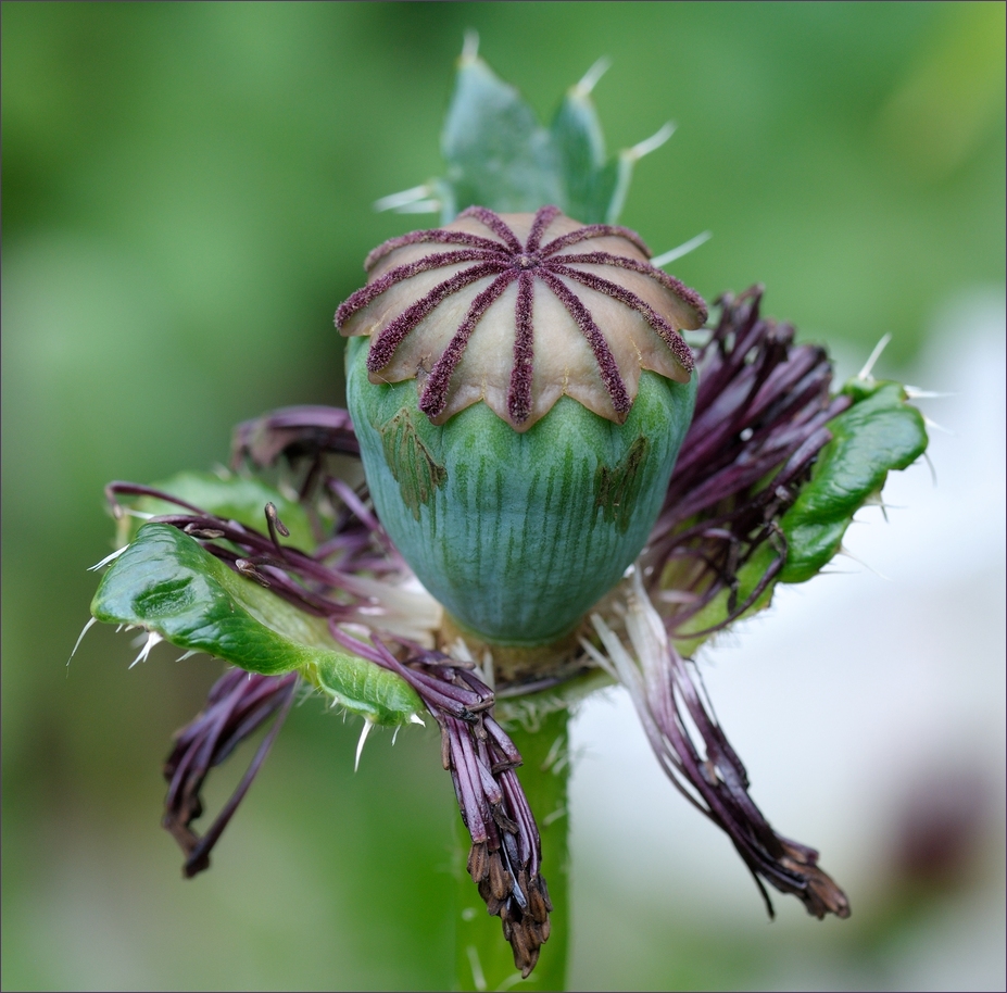 Mohn