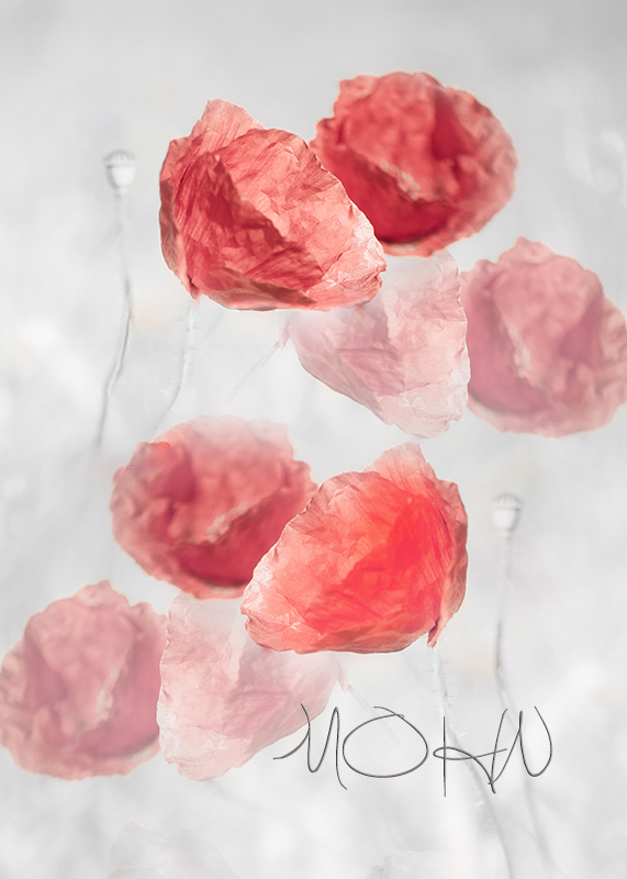 mohn