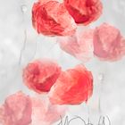 mohn