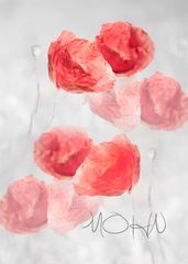 mohn