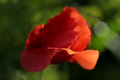 Mohn