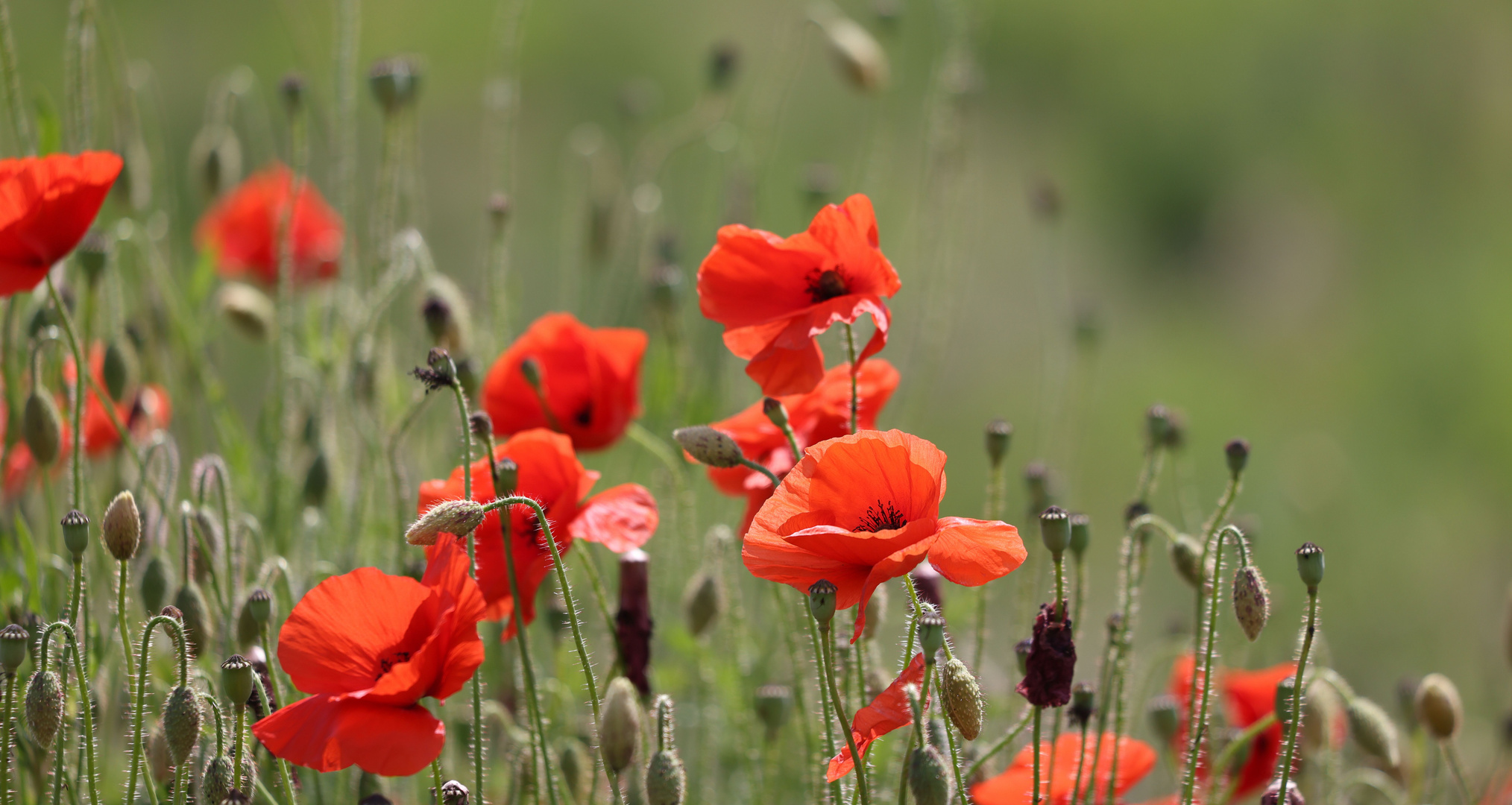 Mohn