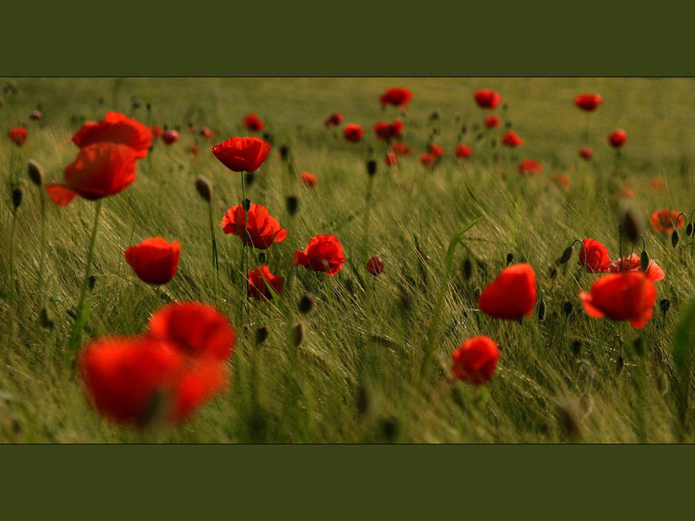 Mohn