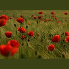 Mohn