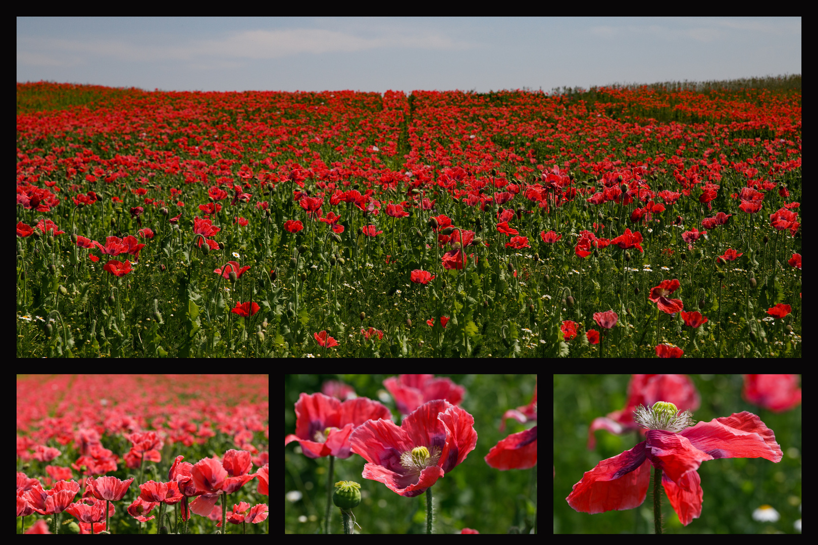 Mohn