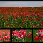 Mohn