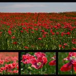 Mohn