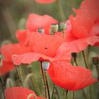 Mohn