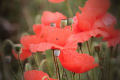 Mohn