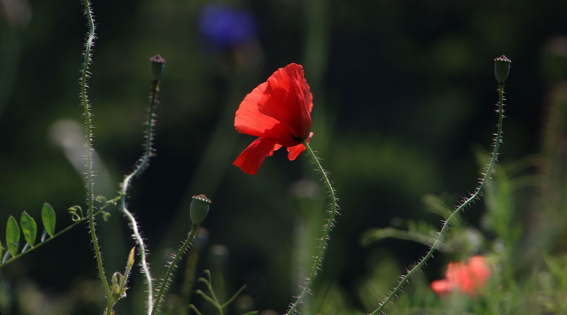 Mohn....