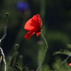 Mohn....