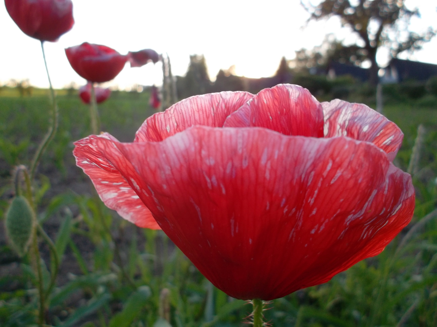 Mohn