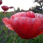 Mohn