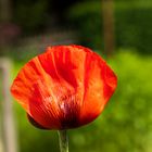 Mohn 