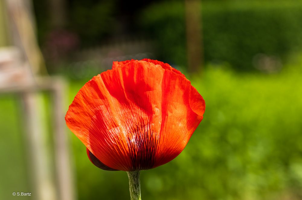 Mohn 