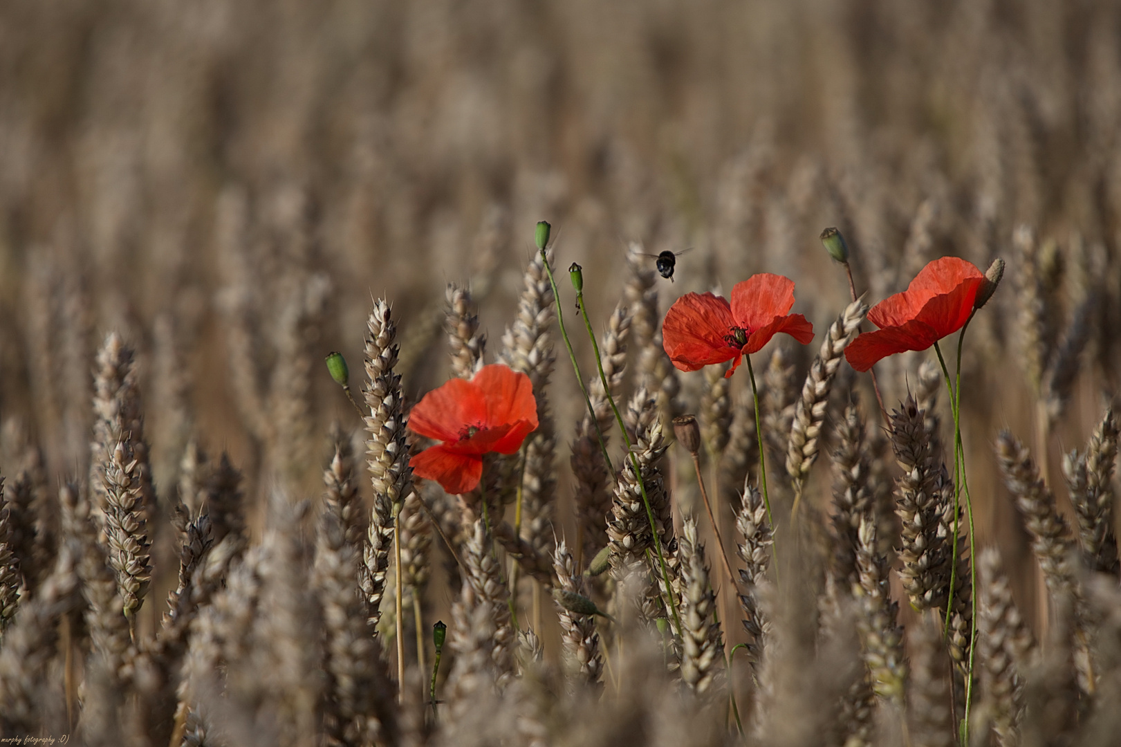 Mohn