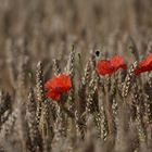 Mohn