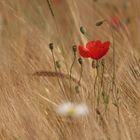 Mohn