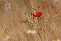 Mohn