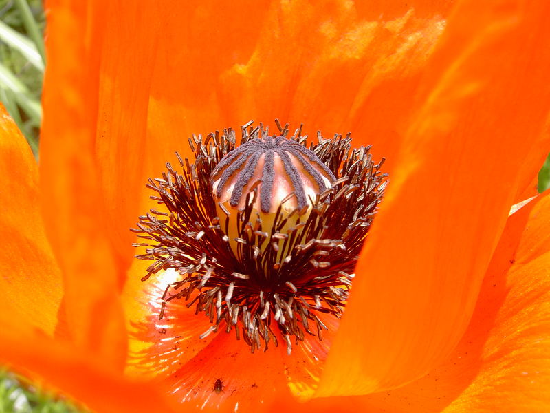 mohn