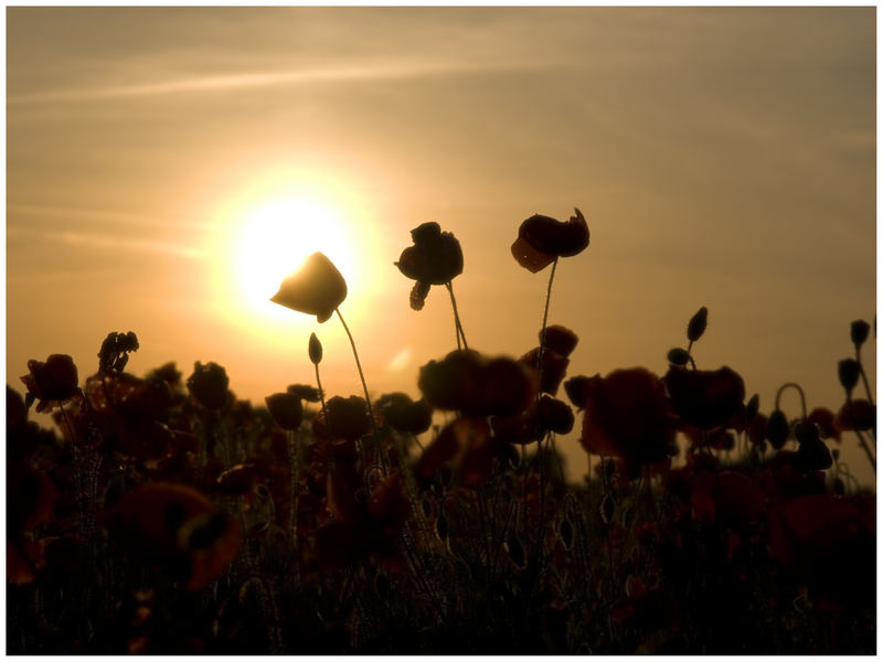 Mohn