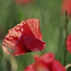 Mohn