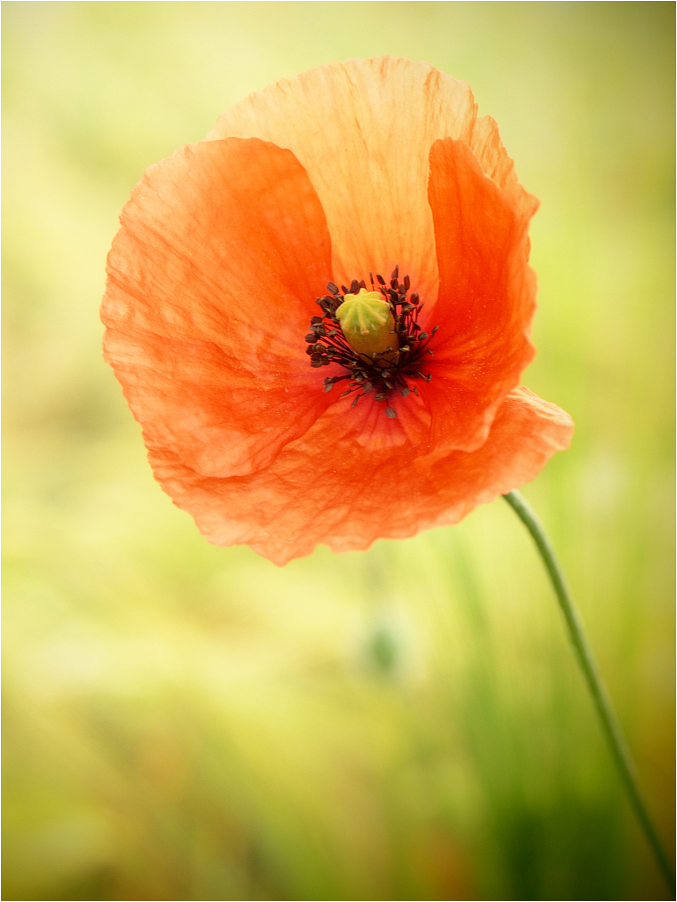 Mohn